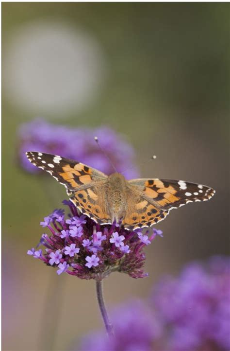 Bringen Sie Ihrem Garten Mit Einem Schmetterlingsgarten Natürliche Schönheit